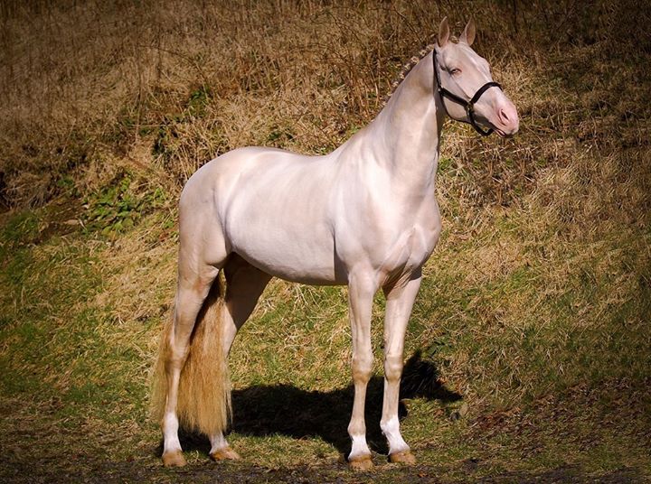 Akhal-Teke Horses